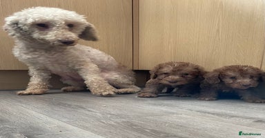 Bedlington Terrier dogs - Advert 4