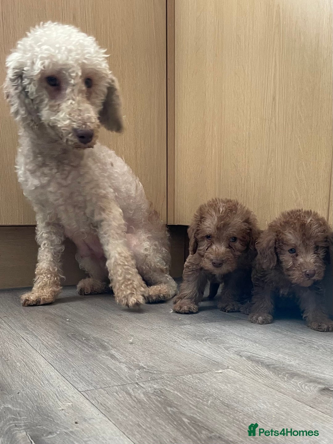 Bedlington Terrier dogs for sale: Bedlington terrier puppies  - Image 3