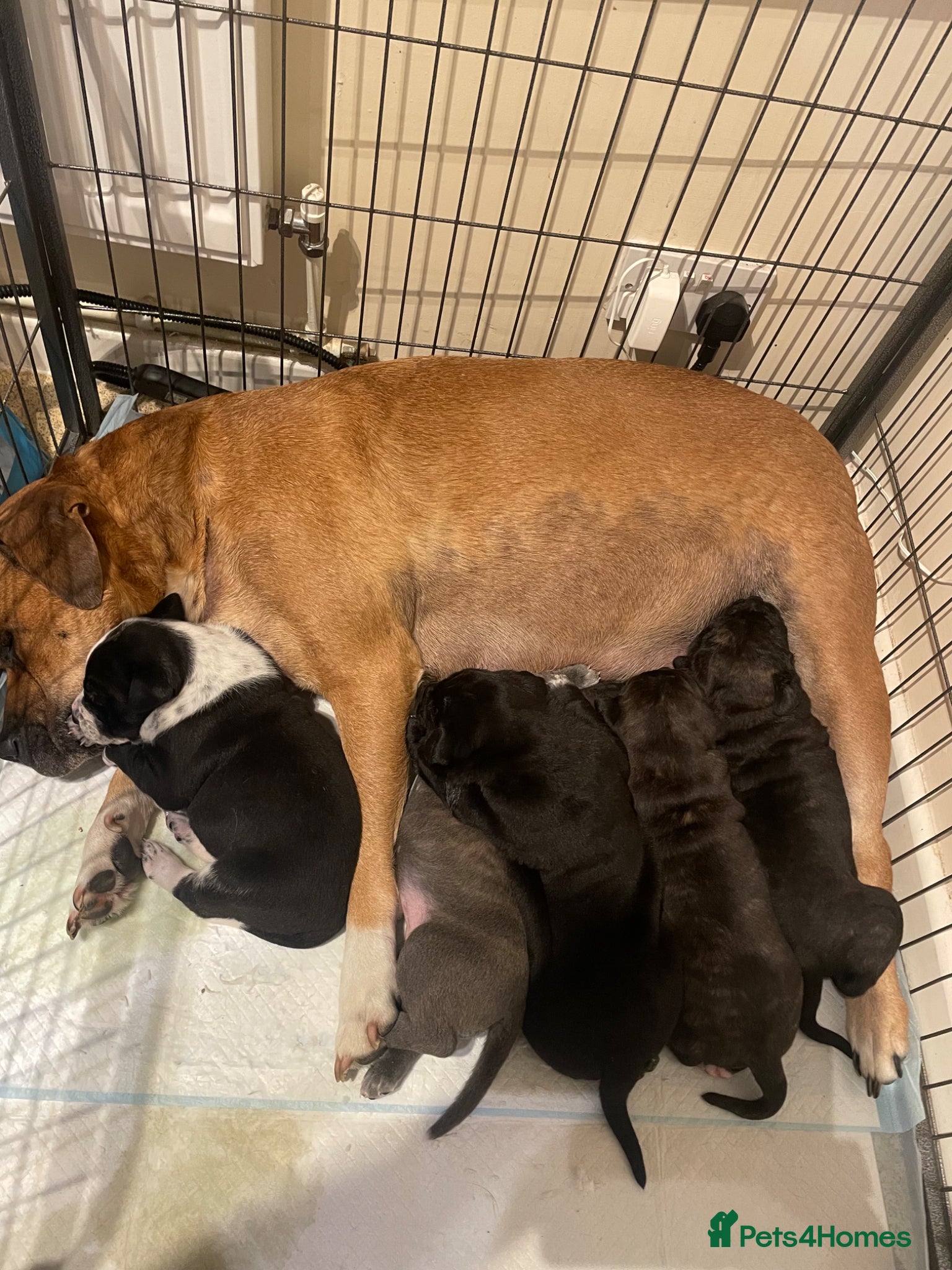 Mixed Breed dogs Bullmastiff X Cane Corso puppies - Advert 1