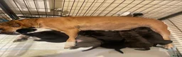 Mixed Breed dogs for sale: Bullmastiff X Cane Corso puppies in Colchester - Advert 1