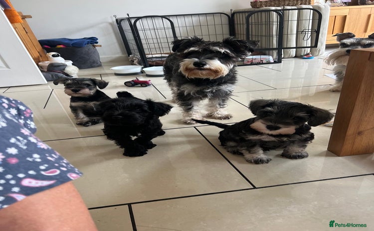 Miniature Schnauzer dogs - Advert 1