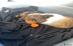 Guinea Pig rodents for sale: Milkshake and Mars looking for a loving home - Image 2