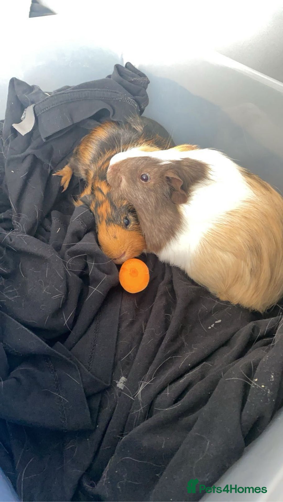 Guinea Pig rodents for sale: Milkshake and Mars looking for a loving home - Image 2