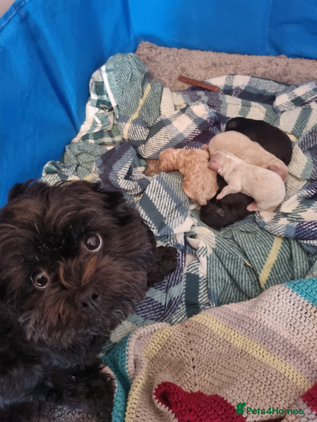 Shihpoo dogs for sale: Shihpoo x kc registered toy poodle  - Image 1