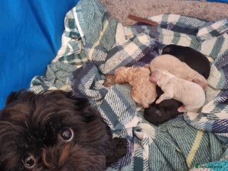 Shihpoo dogs - Advert 4