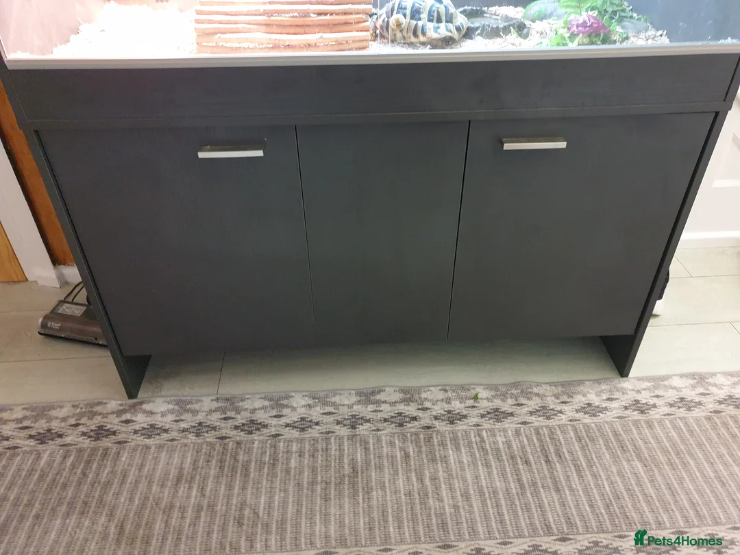 Hermann Tortoise reptiles for sale: Hermann tortoise and vivarium for sale  in Abergele - Advert 1