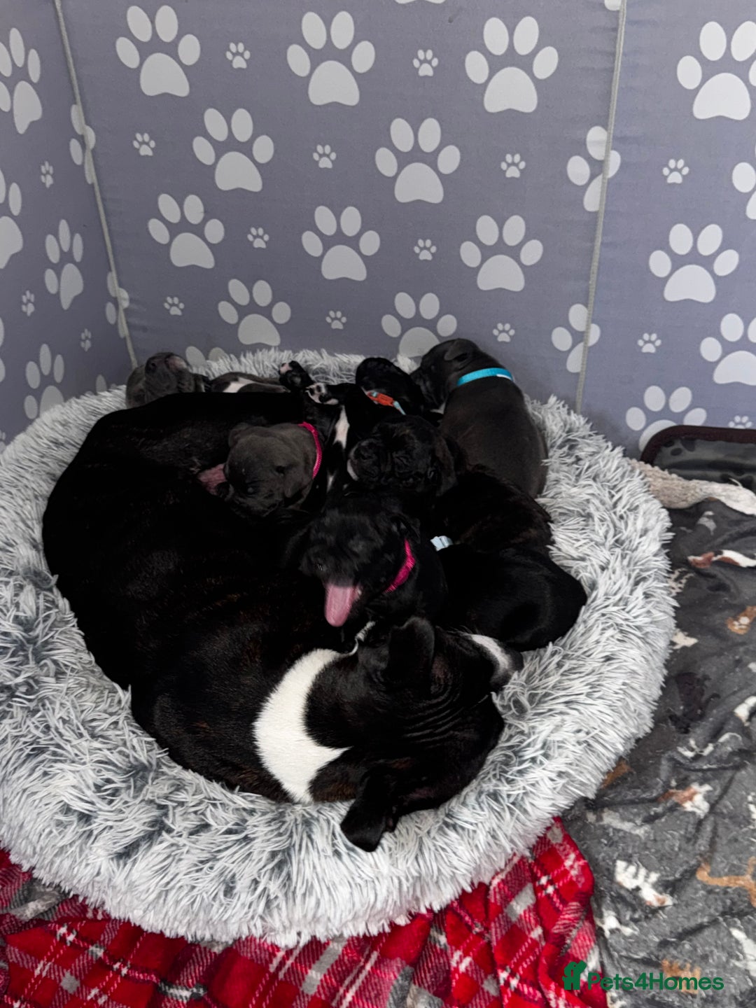 Staffordshire Bull Terrier dogs for sale: 6 Staffordshire pups - Advert 2