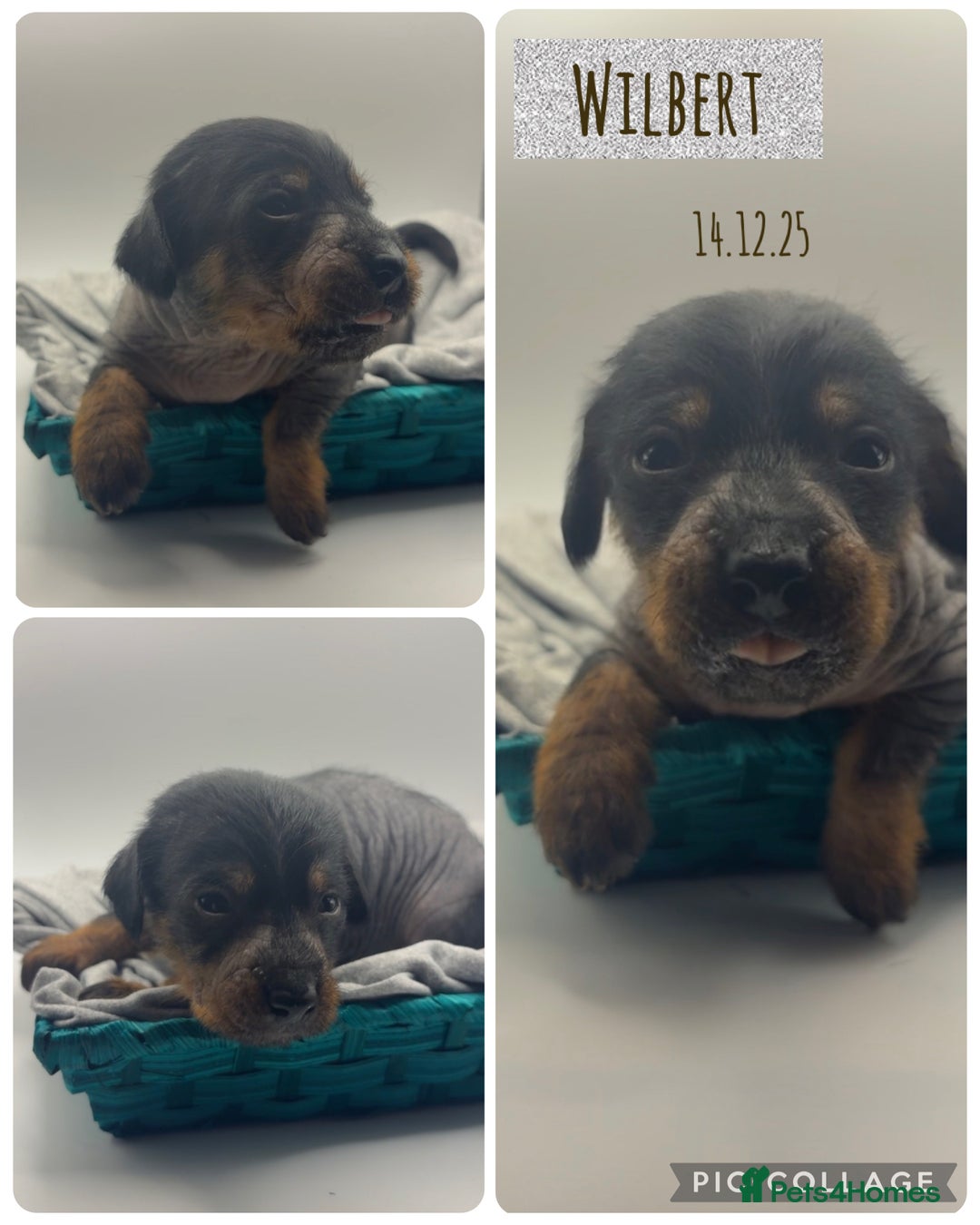 Mixed Breed dogs for sale: Chinese crested x miniature dachshund  - Advert 4