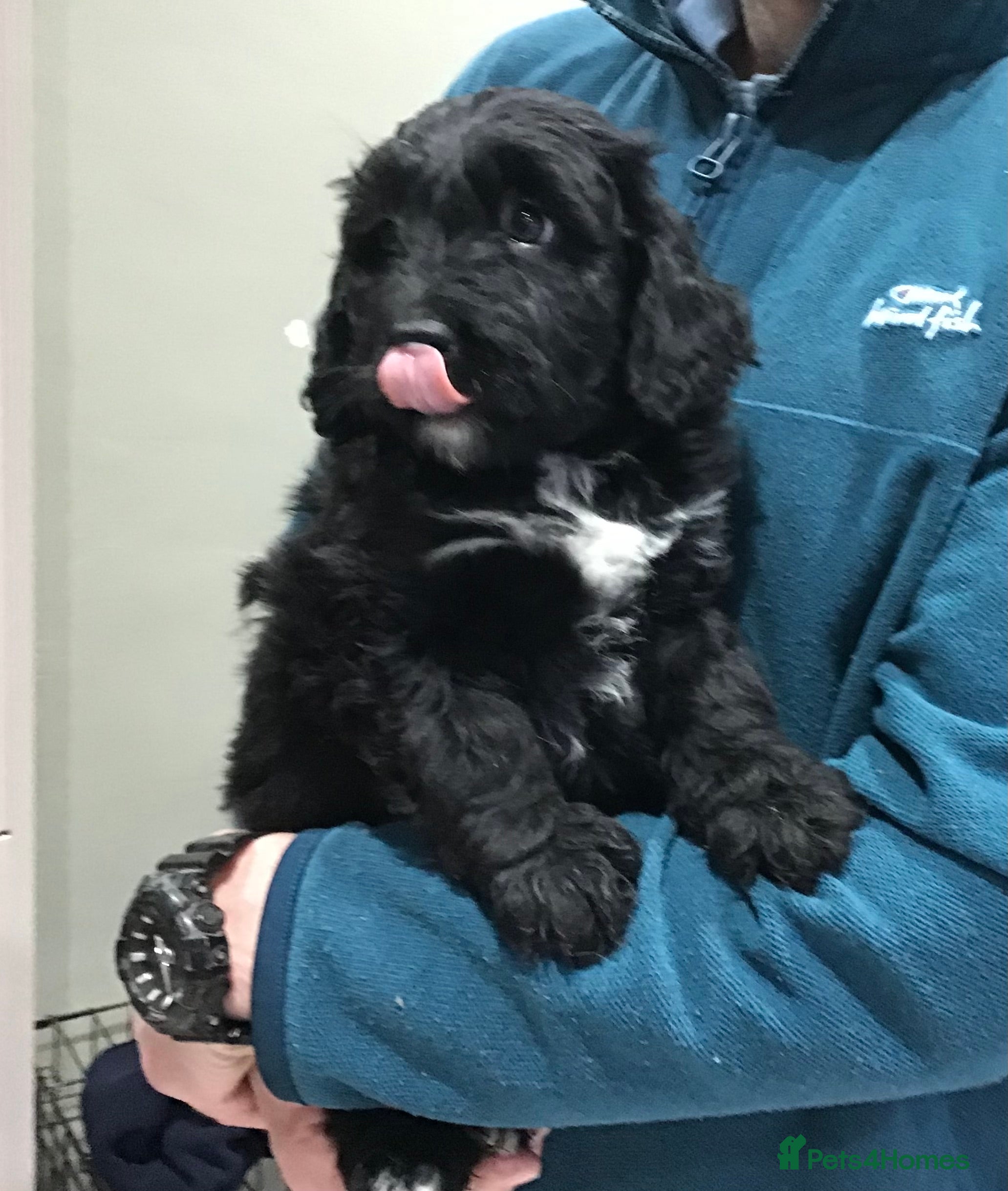 Bernedoodle dogs EXCEPTIONAL MINI BERNEDOODLE PUPPIES - Advert 1