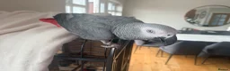 Parrots birds for sale: Grey african - Advert 5