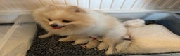 Pomeranian dogs for sale: Pure breed Pomeranian 💙 last boy  in London - Advert 6