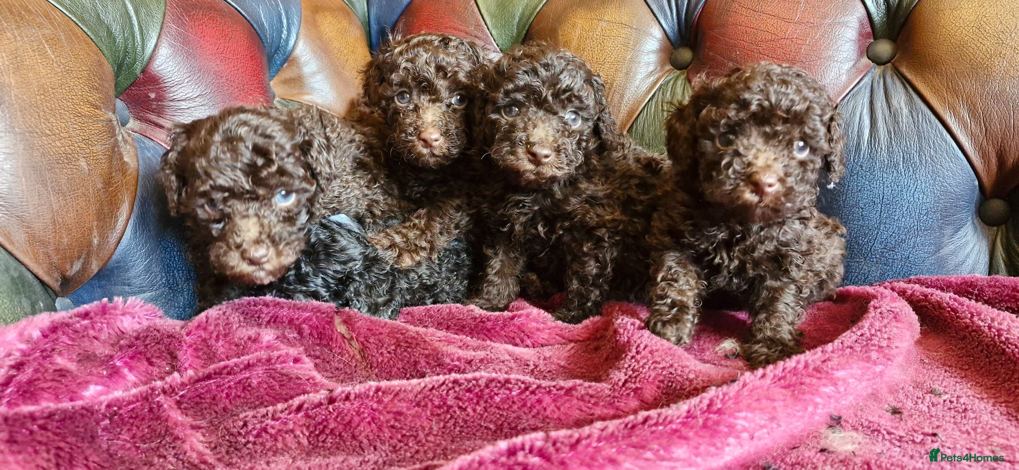 Toy Poodle dogs Gorgeous toy poodle pupps.health tested parents  - Advert 6