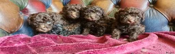 Toy Poodle dogs for sale: Gorgeous toy poodle pupps.health tested parents  - Advert 1