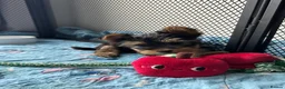 Yorkshire Terrier dogs for sale: Adorable Yorkshire Terrier Puppies 🐾❤️ - Advert 5