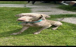 Mixed Breed dogs for sale: Dobermann X Weimaraner Cross Mix Puppies - Image 21