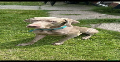 Mixed Breed dogs - Advert 11