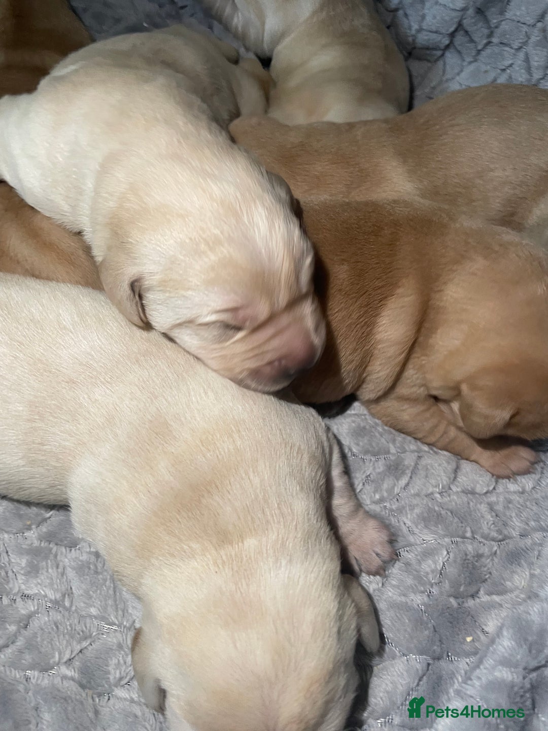 Labrador Retriever dogs for sale: Labrador pups full pedigree ready 22nd Dec - Image 13