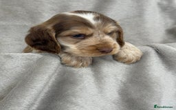 Cocker Spaniel dogs for sale: KC HEALTH TESTED SHOW COCKER SPANIELS - Image 1