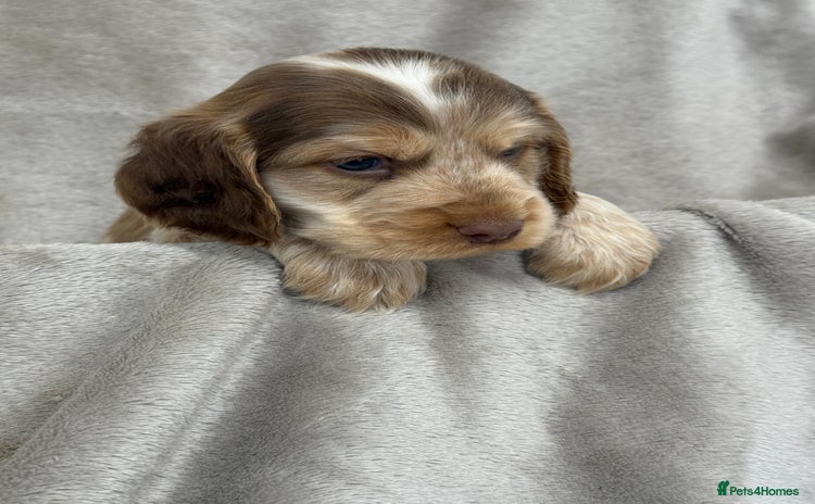 Cocker Spaniel dogs - Advert 3
