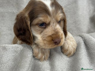 Cocker Spaniel dogs - Advert 5