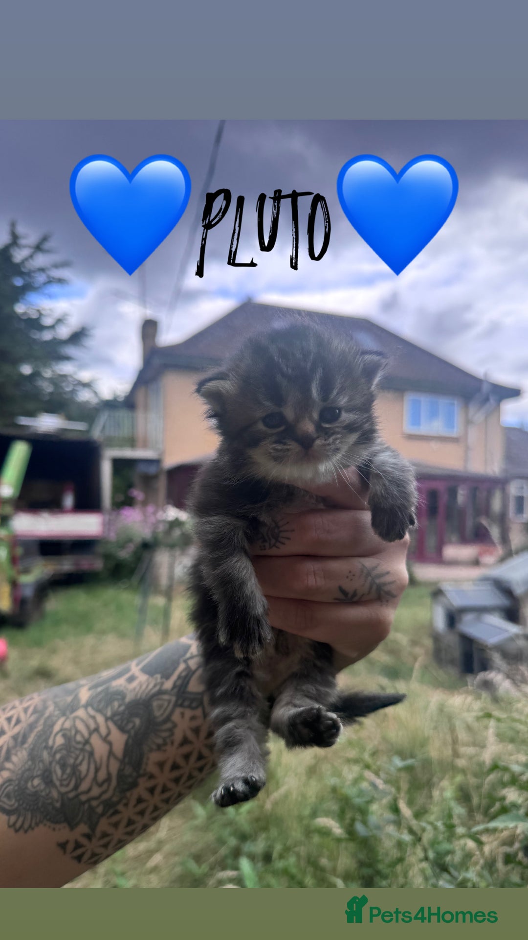 Persian cats for sale: Persian Cross Kittens for sale - Image 1