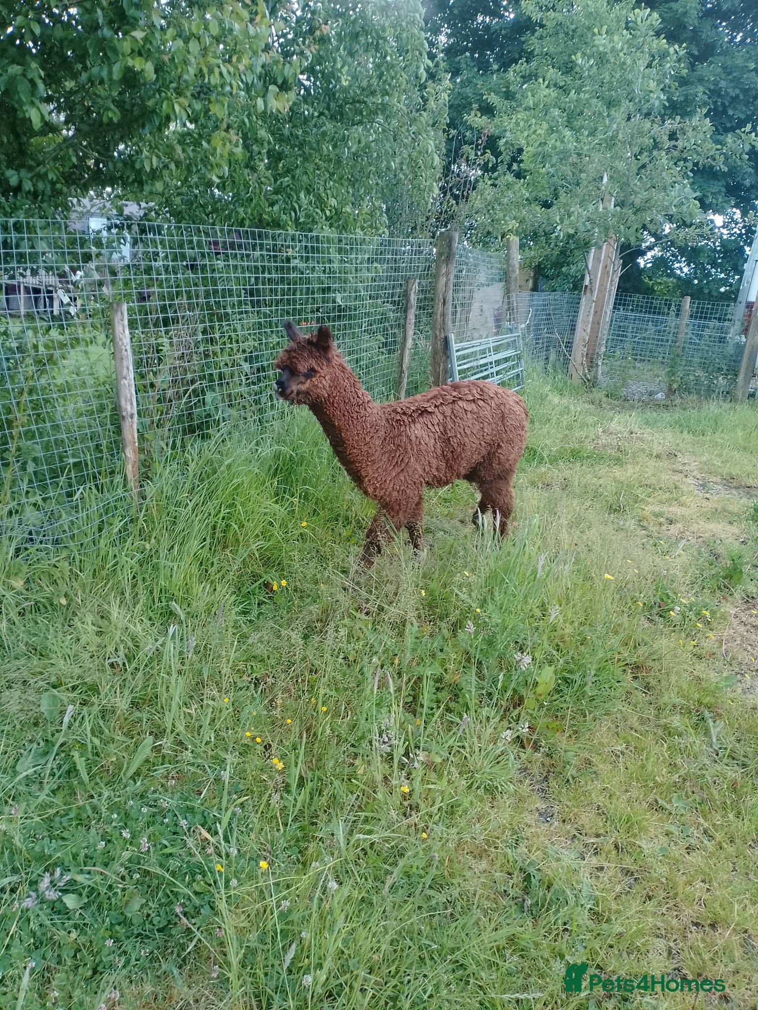 Alpaca livestock male alpaca cria - Advert 6