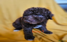 Mixed Breed dogs for sale: Miniature labradoodle cockapoo bedlington pup - Image 29