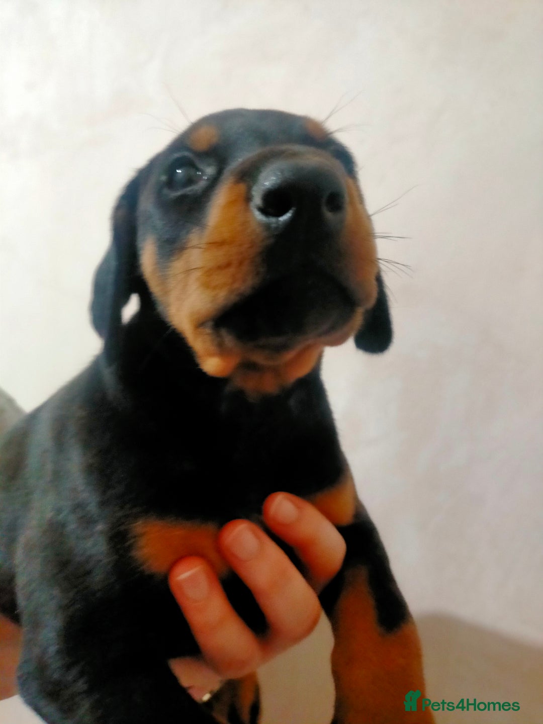 Dobermann dogs for sale: Dobermann puppies - Advert 32
