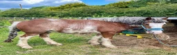 Other Breed horses for sale: 13hh-13.2hh Flashy Blagdon Cob - Advert 8