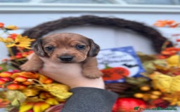 Miniature Dachshund dogs for sale: 4 Stunning Minuature Daschunds!!  - Image 1