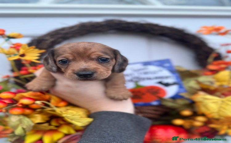Miniature Dachshund dogs - Advert 2