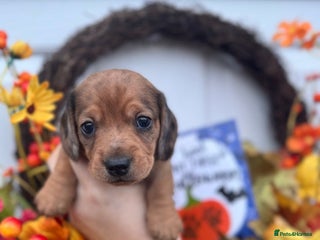 Miniature Dachshund dogs - Advert 6