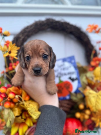 Miniature Dachshund dogs - Advert 1