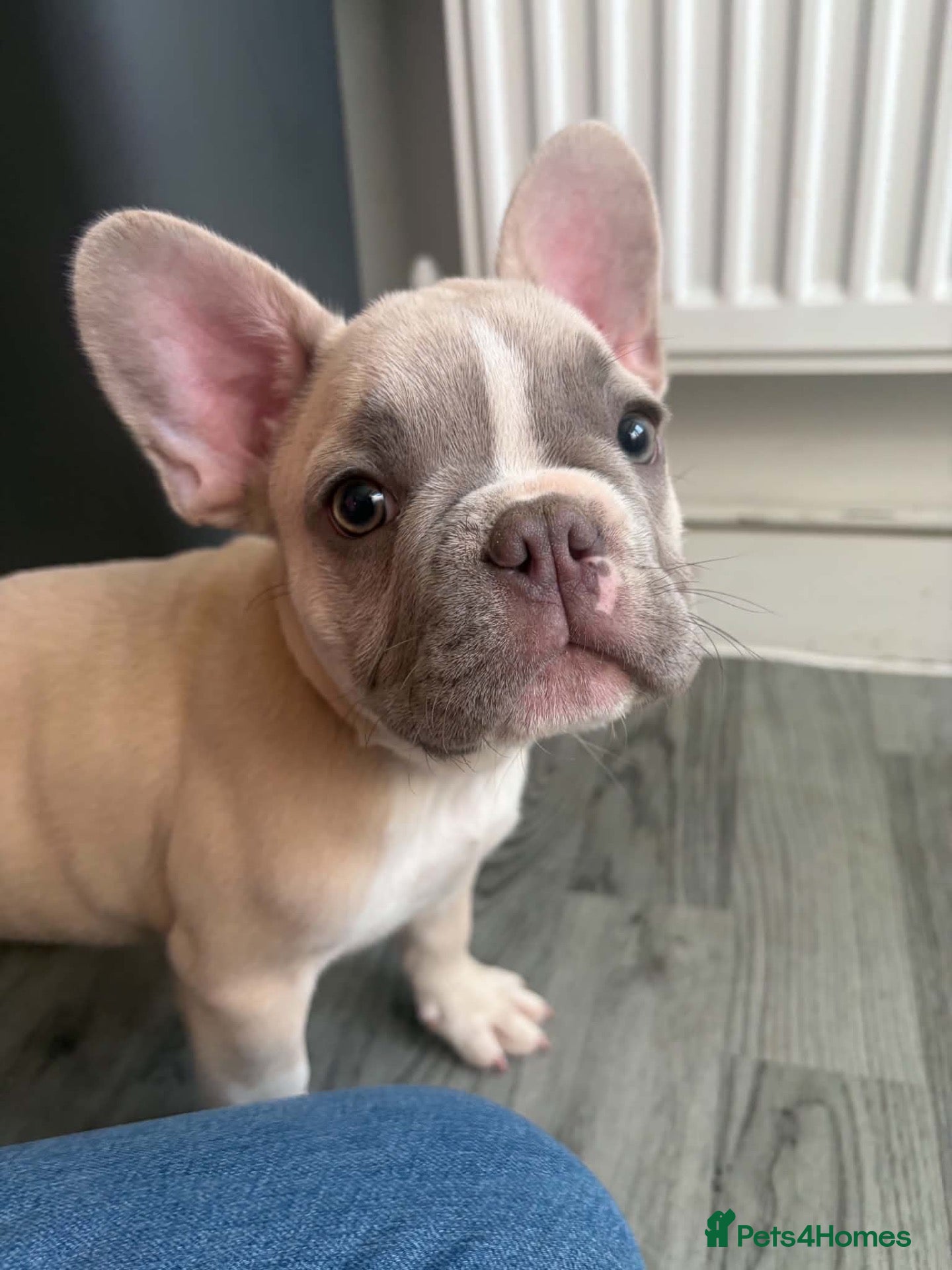 French Bulldog dogs French bull dog puppies 😍😍 KC REGISTERED  - Advert 16