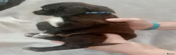 Sprocker dogs for sale: Sprocker puppies  - Advert 16