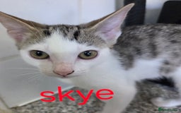 Mixed Breed cats for sale: 1 female , 2 male almost 14wks old  - Image 4