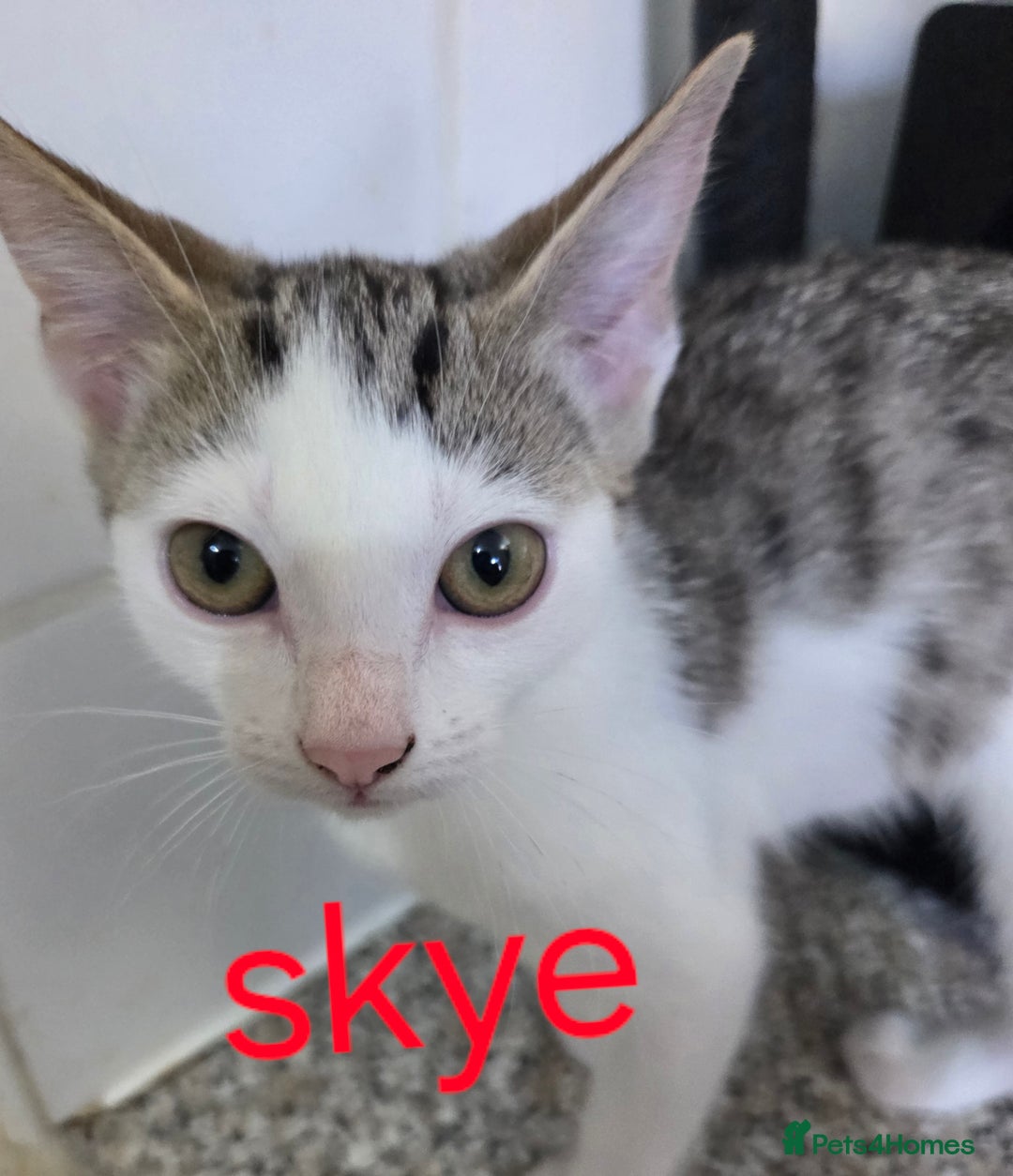 Mixed Breed cats for sale: 1 female , 2 male almost 14wks old  - Image 4