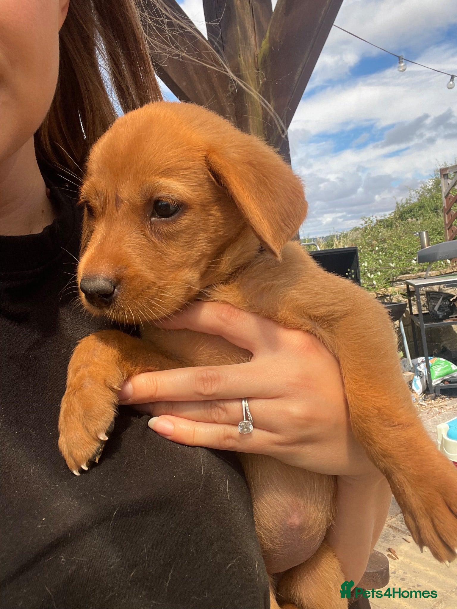 Labrador Retriever dogs Fox Red Labradors, Purebred, Health Checked - Advert 2