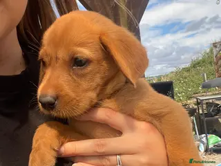 Labrador Retriever dogs Ready, Purebred Fox Red Labradors - Advert 1
