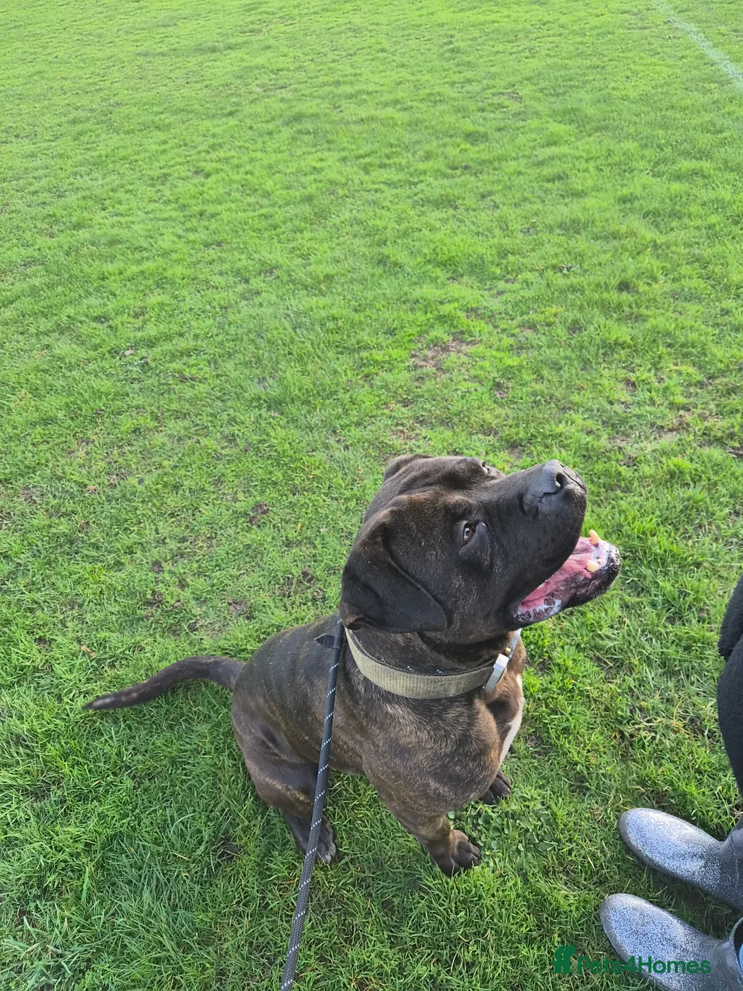 Cane Corso dogs for sale: Working Cane Corso, Looking for forever home  in Chelmsford - Advert 5