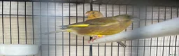Mixed Breed birds for sale: Canary  - Advert 5