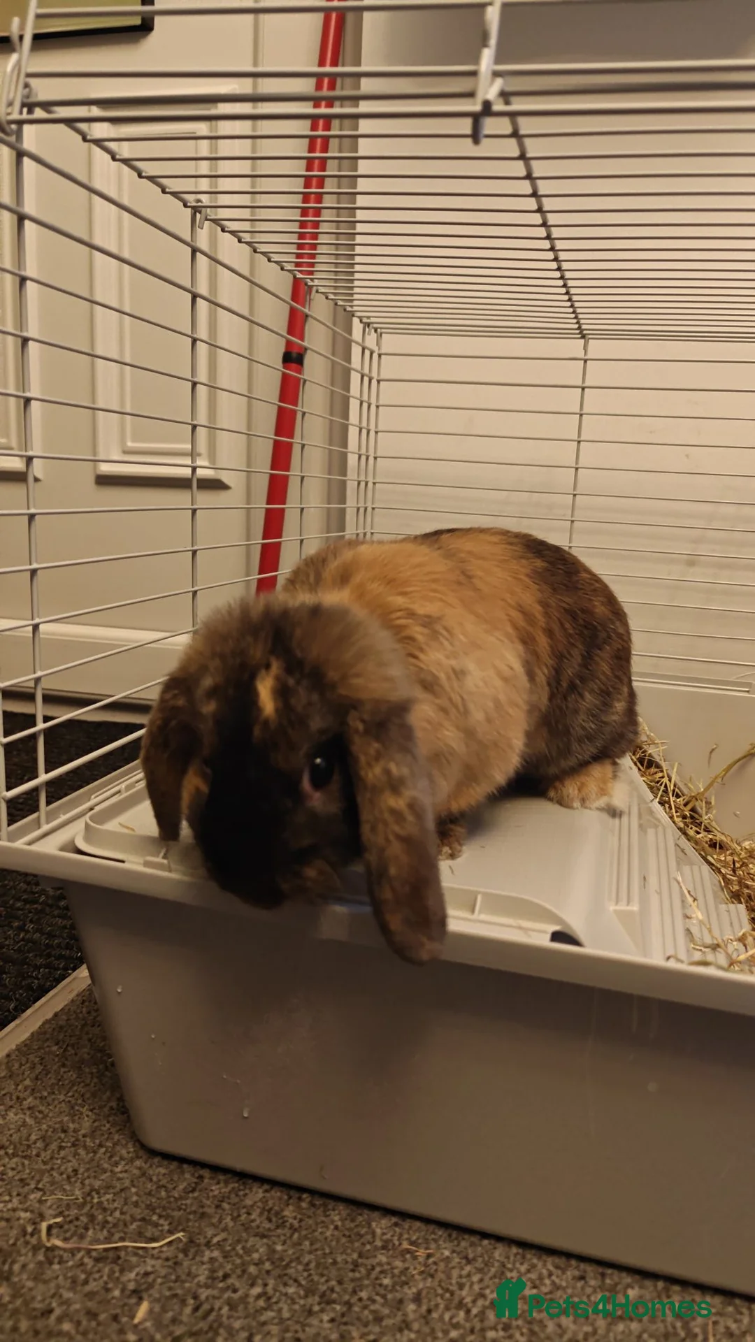 Harlequin rabbits for sale: Male indoor rabbit  in Burton-on-Trent - Advert 2