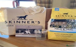 Labrador Retriever dogs for sale: KC Registered Yellow/Fox Red Labradors - Image 17