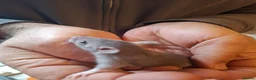 Rat rodents for sale: Hand tame dumbo baby rats - Advert 7