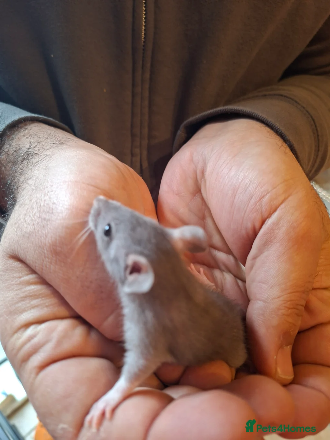 Rat rodents for sale: Hand tame dumbo baby rats - Advert 7