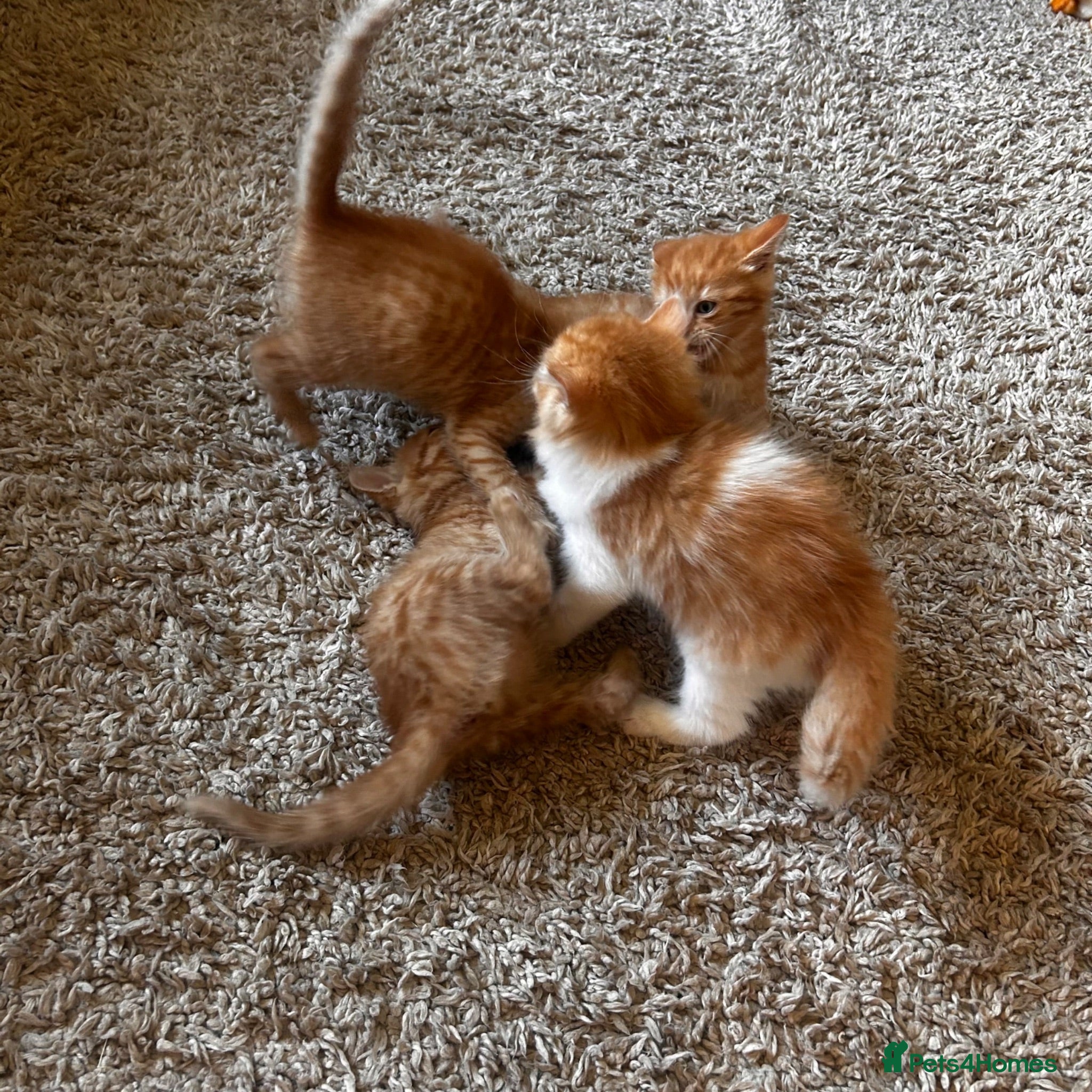 Mixed Breed cats Beautiful ginger kittens! - Advert 1