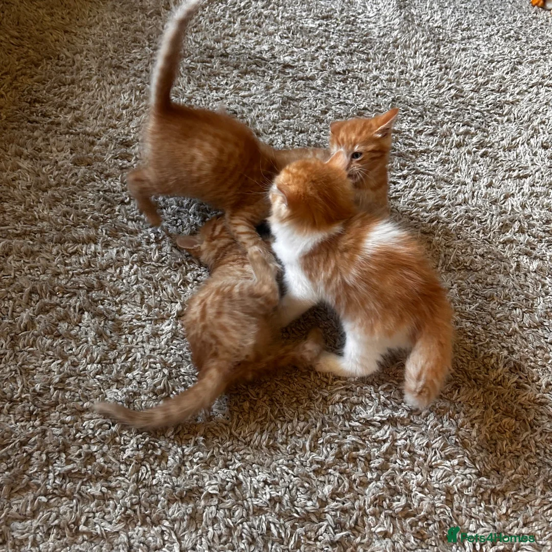 Mixed Breed cats for sale: Beautiful ginger kittens! in Chesterfield - Advert 1