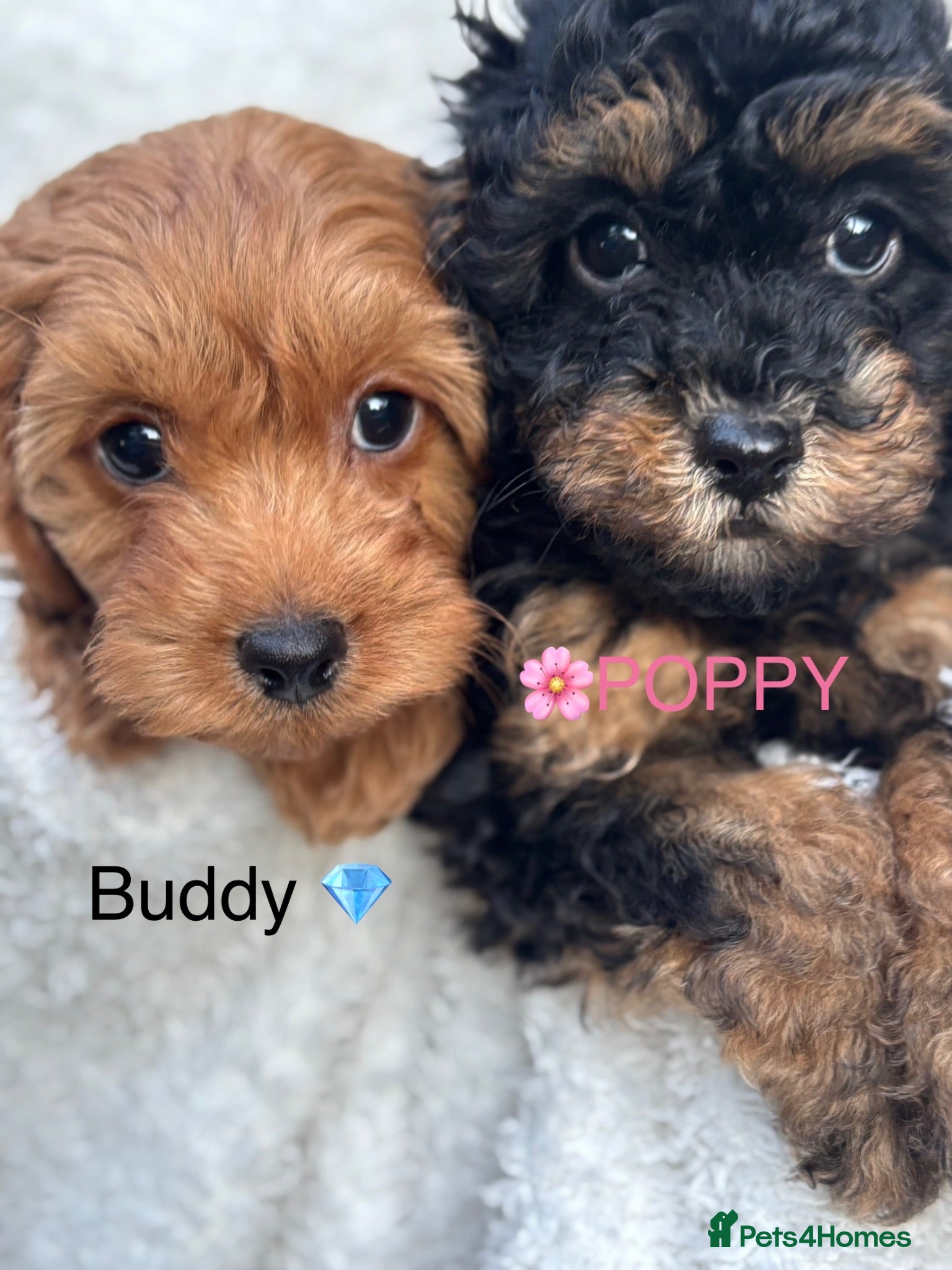 Cavapoo dogs ⭐️6 CAVAPOO’S Ready Now in CHESHIRE⭐️ - Advert 1