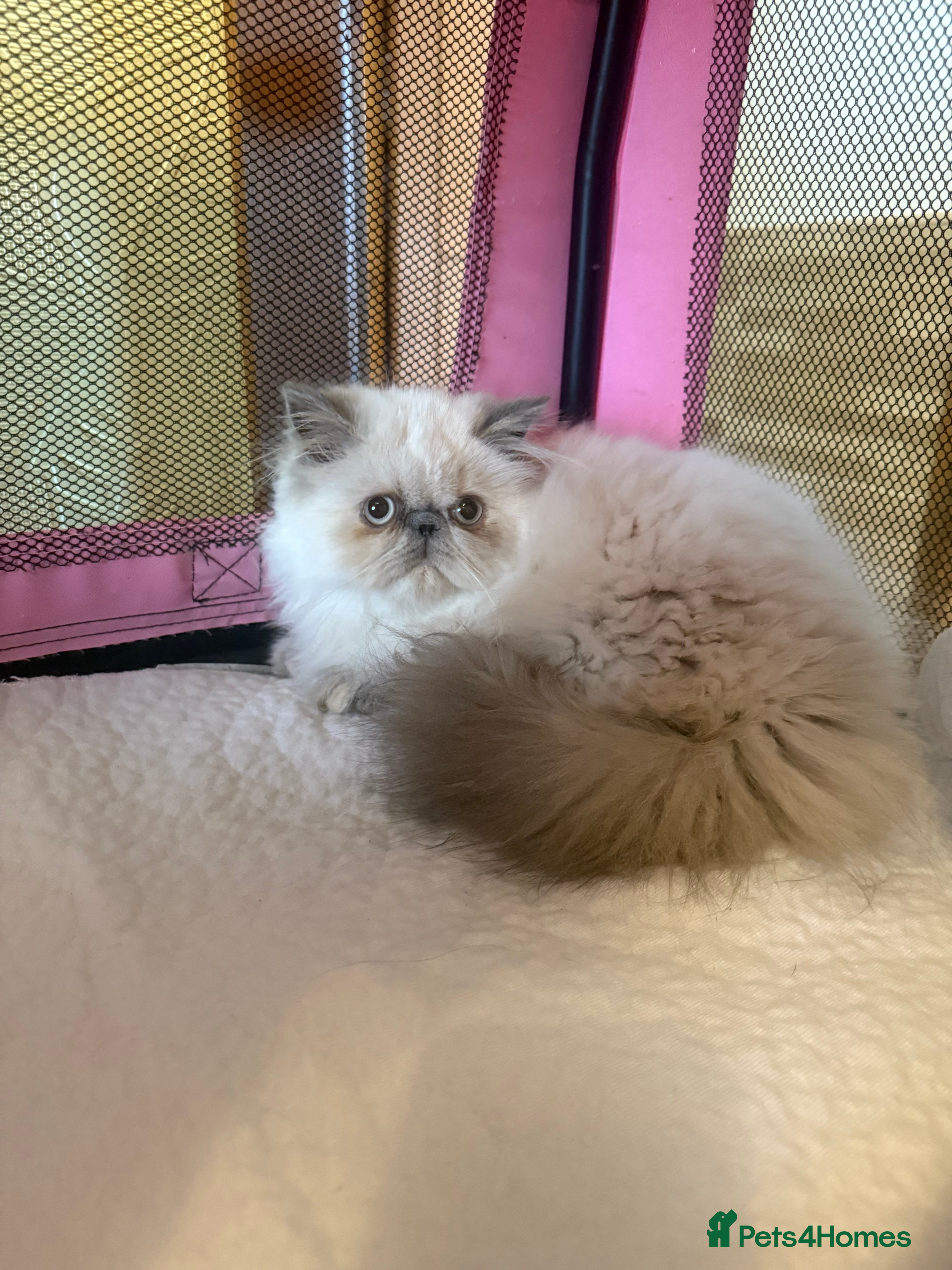 Persian cats 💕 Beautiful kitten 💕 - Advert 1