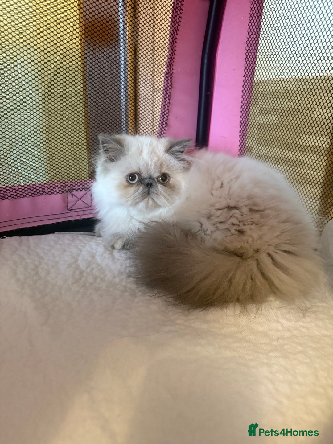 Persian cats for sale: 💕 Beautiful kitten 💕 - Advert 1